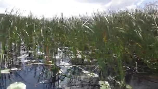 Caña en los humedales de Floridas — Vídeos de Stock