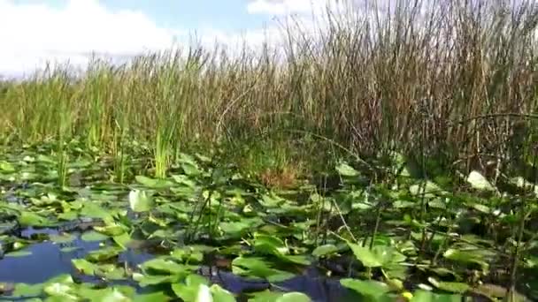 Rida över reed i Floridas våtmarker — Stockvideo