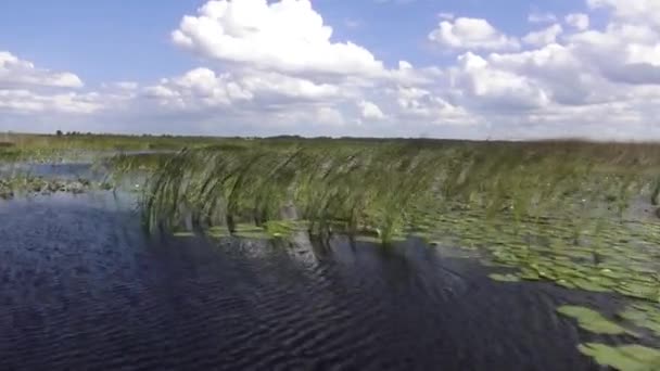 Hisnande Airboat tur i Everglades — Stockvideo