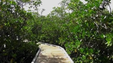 İz mangrov orman Key Largo yürüyüş