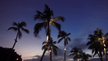 Işıklı palmiye ağaçları akşam