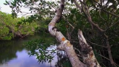 Mangrov orman Key Largo