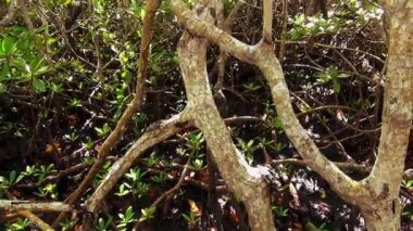 Mangrov orman Key Largo