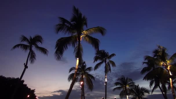 Illuminated palm trees in the evening — Stock Video