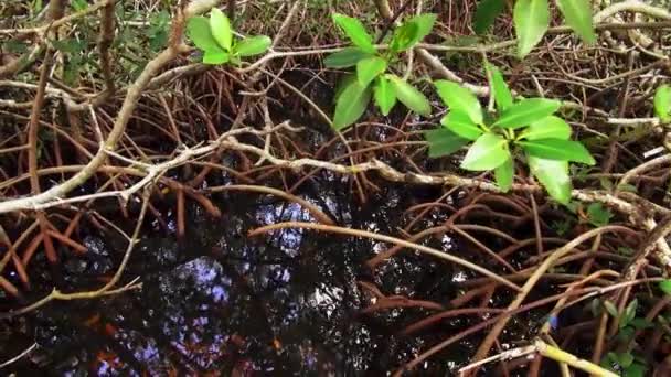 Hermoso bosque de manglares — Vídeos de Stock