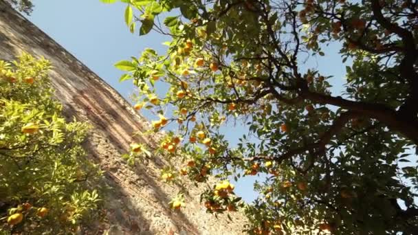 Schöne Orangenbäume in der Sonne — Stockvideo