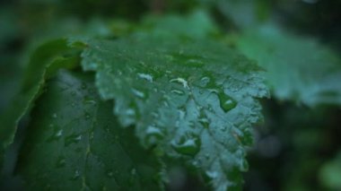 Bir yaprağına düşen yağmur damlaları