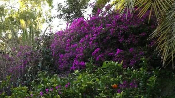 Hermosa vegetación en los jardines de Alcazaba — Vídeos de Stock