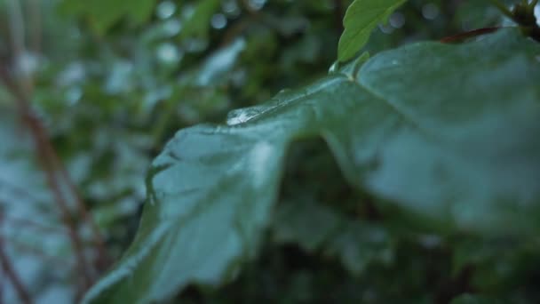 Hojas húmedas bajo la lluvia moviéndose en cámara lenta — Vídeos de Stock