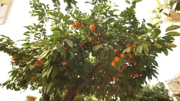 Apelsinträd i Spanien — Stockvideo