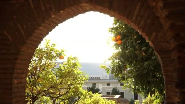 Beautiful orange trees in Fort Alcazaba — Stock Video