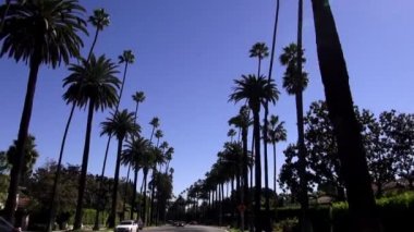 Palmiye ağaçları Beverly Hills California Los Angeles içinde