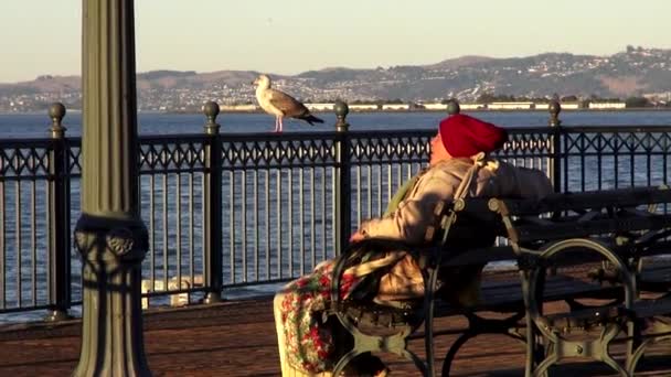 Entspannen an einem pier in san francisco - san francisco — Stockvideo