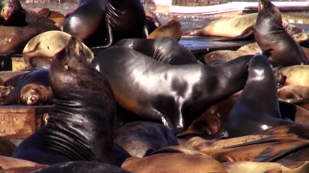 San Francisco Pier 39 deniz aslanları - San Francisco — Stok video