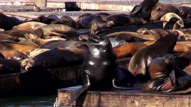 Singa laut di Pier 39 San Francisco SAN FRANCISCO — Stok Video