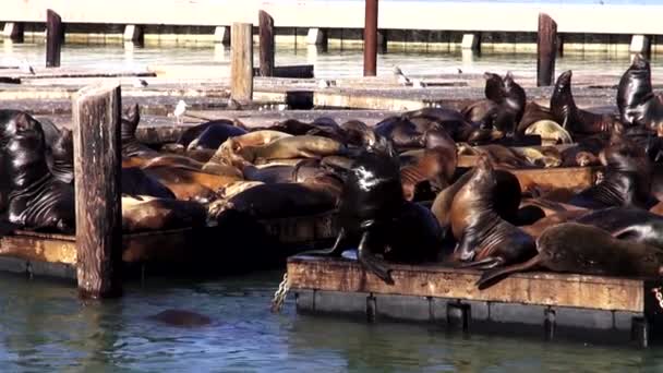 Pier 39 Sea Lion San Francisco SAN FRANCISCO — Stok Video