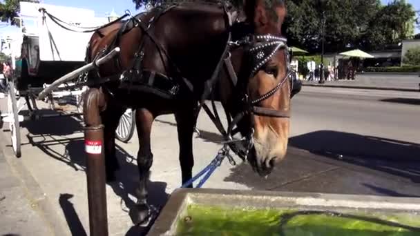 Horse drinking water horse drawn cab NEW ORLEANS, LOUISIANA USA — Stock Video