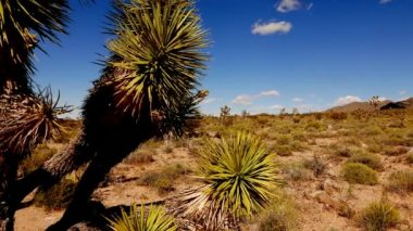 Arizona'da kaktüs ve joshua ağaçları .