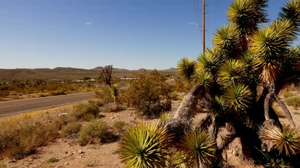 Increíble vegetación como árboles de joshúa en las tierras del cañón  . — Vídeo de stock