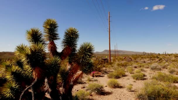 Kakteen und Joshuabäume - die typische Vegetation in der Wüste Nevada. . — Stockvideo