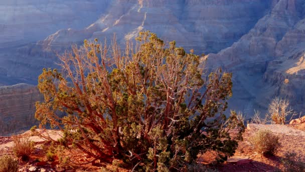 Vegetation at Grand Canyon, Arizona — Stock Video