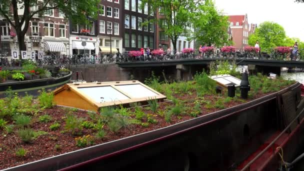 Rooftop garden on a Dutch houseboat in Amsterdam — Stock Video