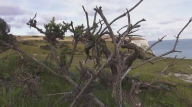 Dover İngiliz deniz kenarı Beyaz kayalıklar, güzel doğası