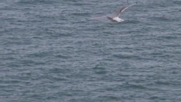 Чайка летит над Северным морем — стоковое видео