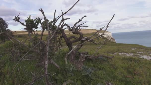 Prachtige natuur bij de witte rotsen van Dover op de Britse kust — Stockvideo