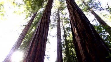 Redwood orman - California45 doğada şaşırtıcı