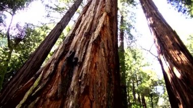Redwood orman - California43 doğada şaşırtıcı