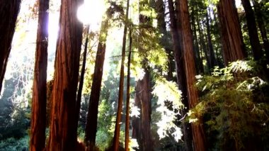 Redwood orman - California34 doğada şaşırtıcı