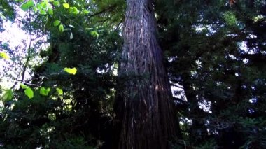 Redwood orman - California15 doğada şaşırtıcı
