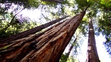 Redwood orman - California44 doğada şaşırtıcı
