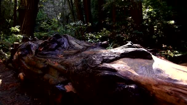 Δάσος Redwood - καταπληκτική φύση σε California69 — Αρχείο Βίντεο