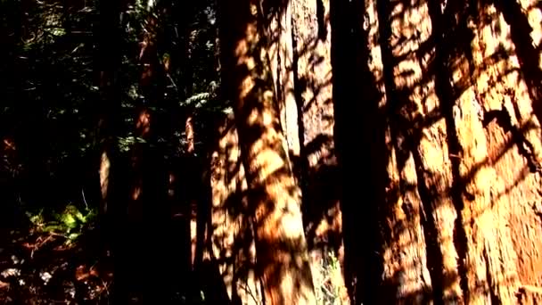 Redwood Les - úžasná příroda v California16 — Stock video