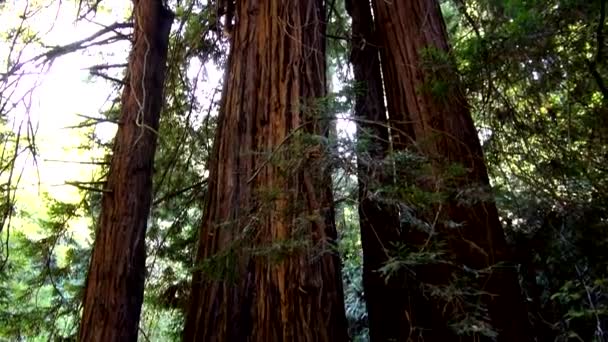 Redwood Forest - Amazing Nature in California — стоковое видео