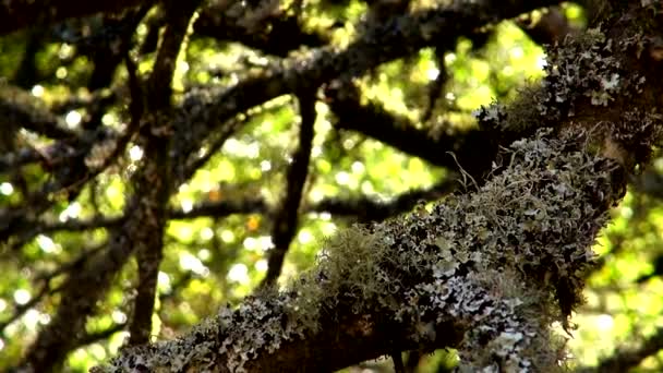 Redwood erdőben - csodálatos természet, a California87 — Stock videók