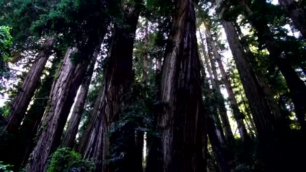 Червоного дерева лісу - дивовижна природа в California20 — стокове відео