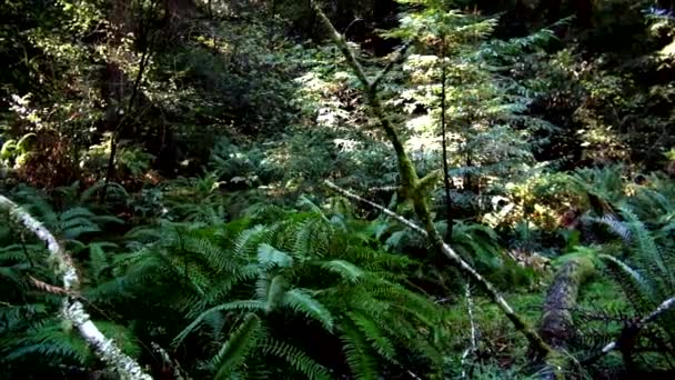 Redwood Forest -  Amazing Nature in California37 — Stock Video