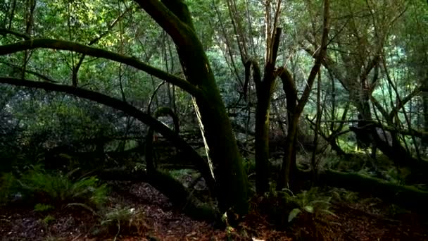 Червоного дерева лісу - дивовижна природа в California83 — стокове відео
