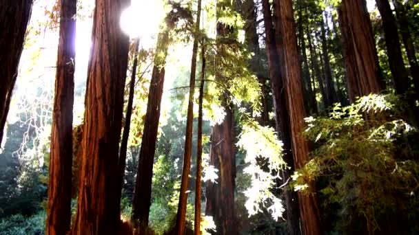 Lasów Redwood - niesamowity charakter w California34 — Wideo stockowe