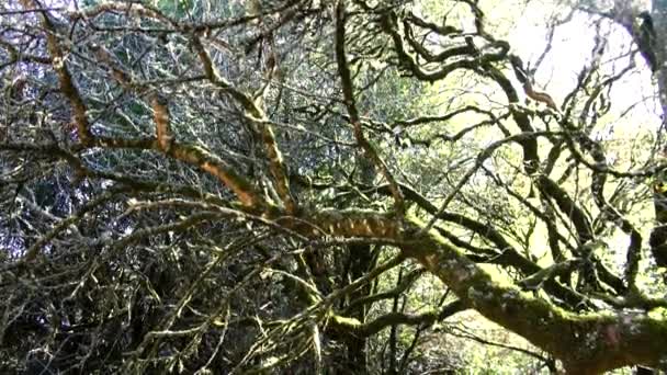 Δάσος Redwood - καταπληκτική φύση σε California86 — Αρχείο Βίντεο