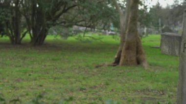 Eski huzur içinde parça haç üzerinde bir mezarlık Rip