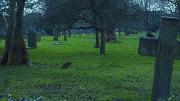 Zgrać krzyż na cmentarzu na brzasku ranny — Wideo stockowe