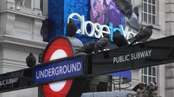 Palomas aterrizando en la entrada del metro subterráneo - problema de palomas en Londres - LONDRES, INGLATERRA — Vídeos de Stock