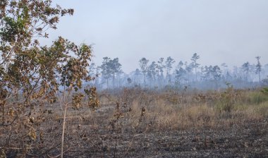 Everglades Ulusal Park - ağaçlar yanan ateş
