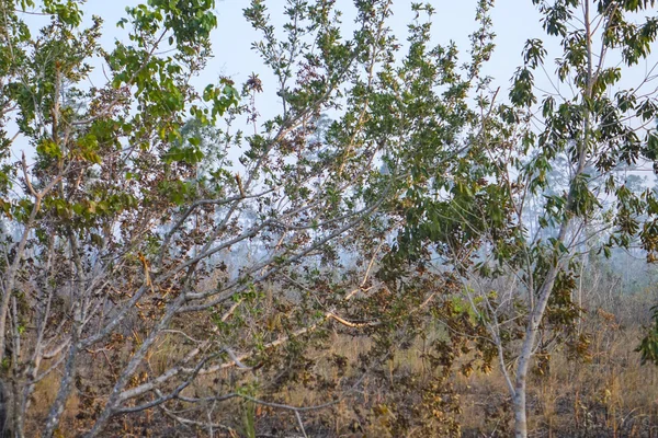 Incendio nel Parco Nazionale delle Everglades - alberi in fiamme — Foto Stock