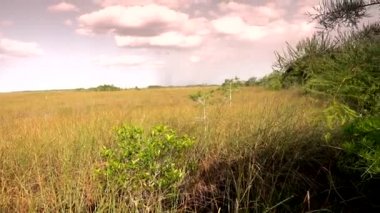 Everglades Ulusal Parkı 'nın güzel doğası