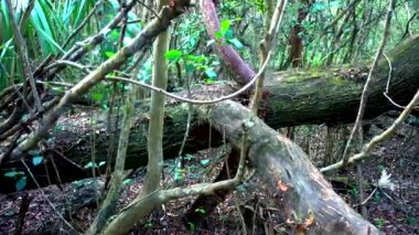 Vahşi doğada şaşırtıcı: Everglades Florida - orman gibi